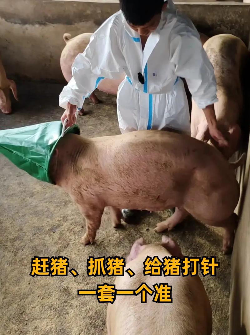 猪圈跑猪了怎么办？这几个应急处理方法要知道！