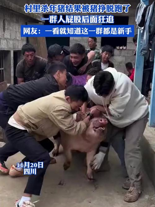 猪圈跑猪了怎么办？这几个应急处理方法要知道！