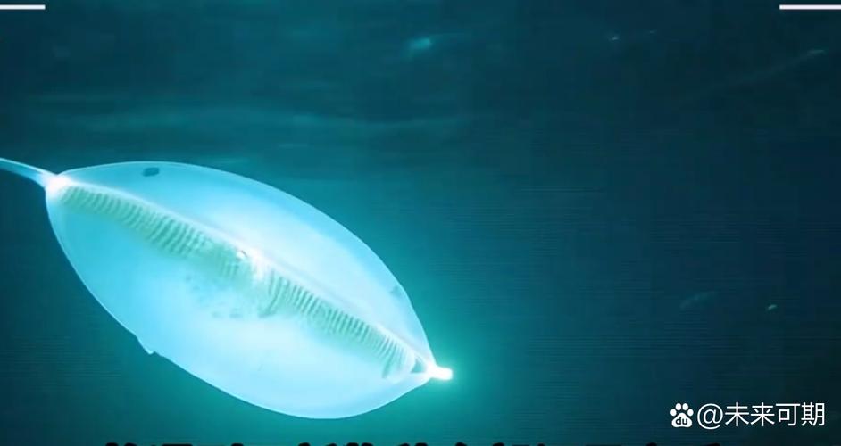 深海妖精是真的吗？深海世界的奇幻生物揭秘！