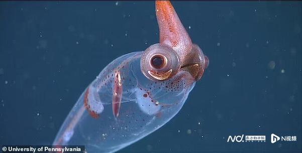 深海妖精是真的吗?深海世界的奇幻生物揭秘!