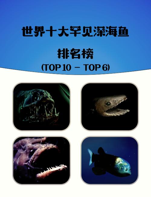 深海鱼7分钟梗的出处是哪里?一篇文章告诉你答案!