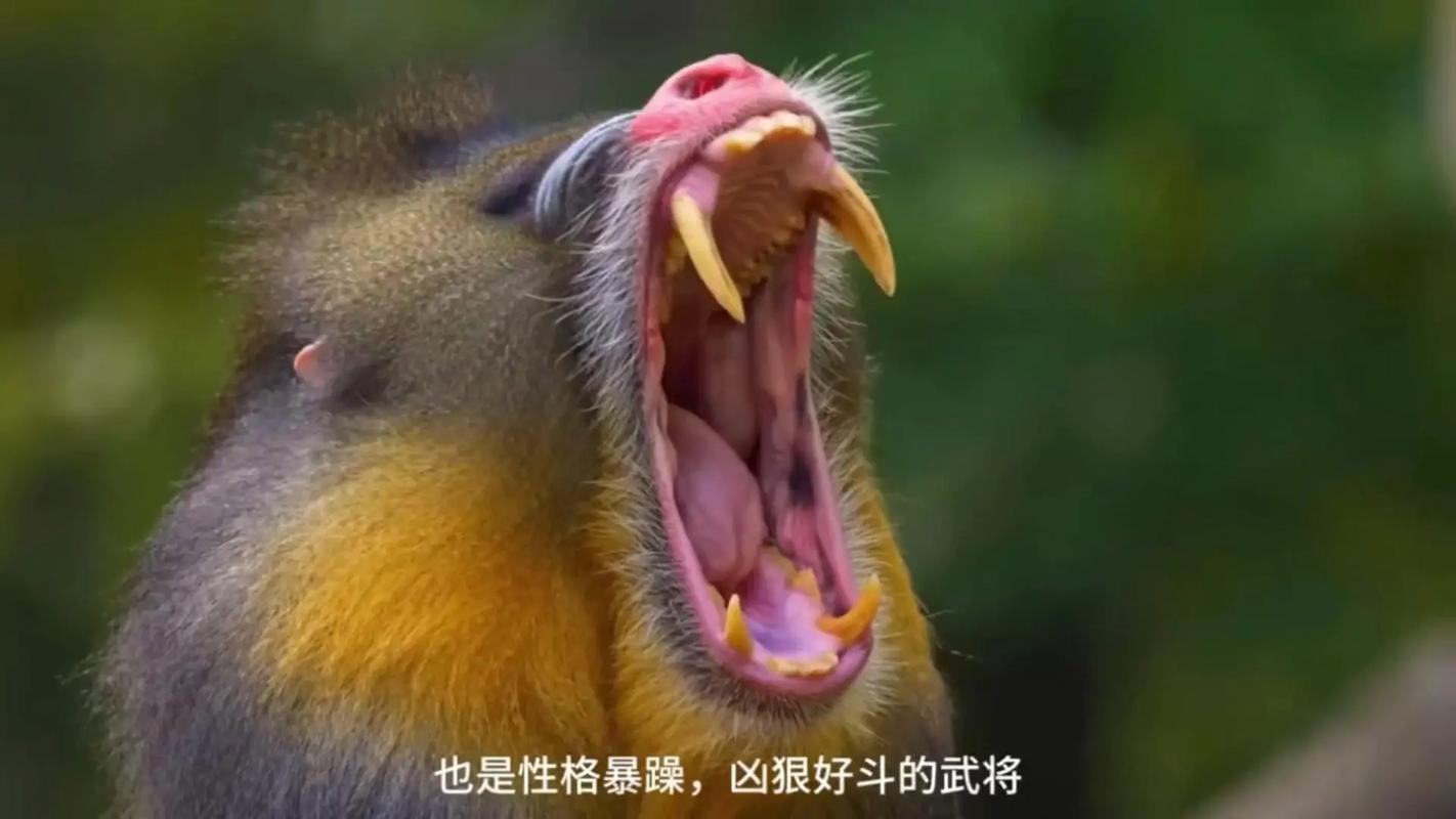 火狒狒的天敌是谁？带你了解它的生存环境！