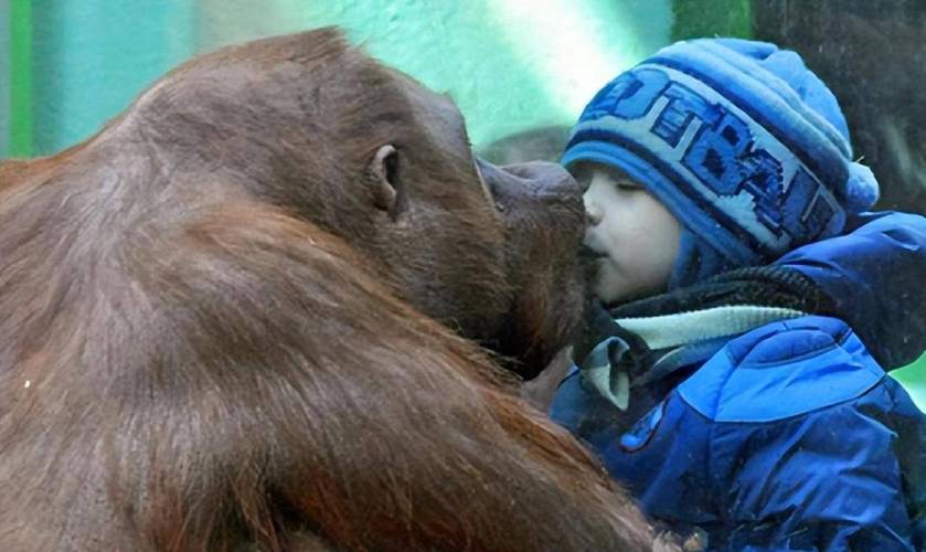 火狒狒的天敌是谁？带你了解它的生存环境！