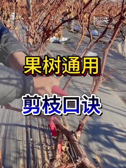 洛鲁克的树枝不够用怎么办？教你几个解决妙招！