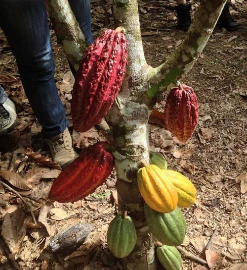 洛克王国可可果树在哪？这篇攻略帮你轻松找到！